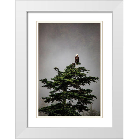 Prince William Sound-Alaska-Valdez-Bald Eagle perched on evergreen tree White Modern Wood Framed Art Print with Double Matting by Sienda, Jolly