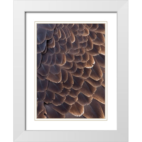 Close-up of Bald Eagle feather-Homer-Alaska-USA White Modern Wood Framed Art Print with Double Matting by Su, Keren