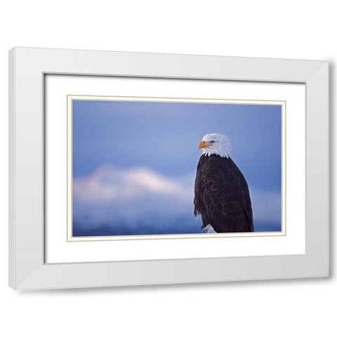 Bald Eagle-Homer-Alaska-USA White Modern Wood Framed Art Print with Double Matting by Su, Keren
