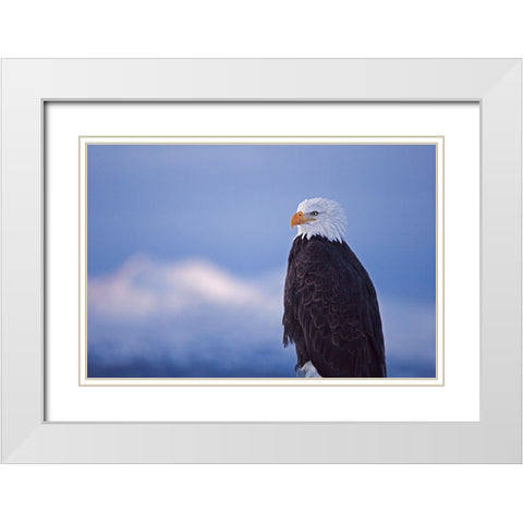 Bald Eagle-Homer-Alaska-USA White Modern Wood Framed Art Print with Double Matting by Su, Keren