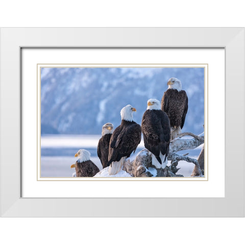 Bald Eagle-Homer-Alaska-USA White Modern Wood Framed Art Print with Double Matting by Su, Keren