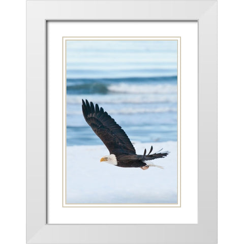 Bald Eagle-Homer-Alaska-USA White Modern Wood Framed Art Print with Double Matting by Su, Keren