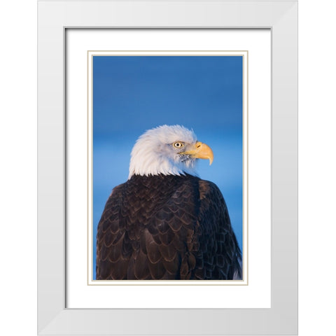 Bald Eagle-Homer-Alaska-USA White Modern Wood Framed Art Print with Double Matting by Su, Keren