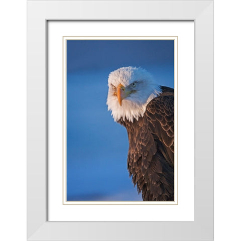 Bald Eagle-Homer-Alaska-USA White Modern Wood Framed Art Print with Double Matting by Su, Keren