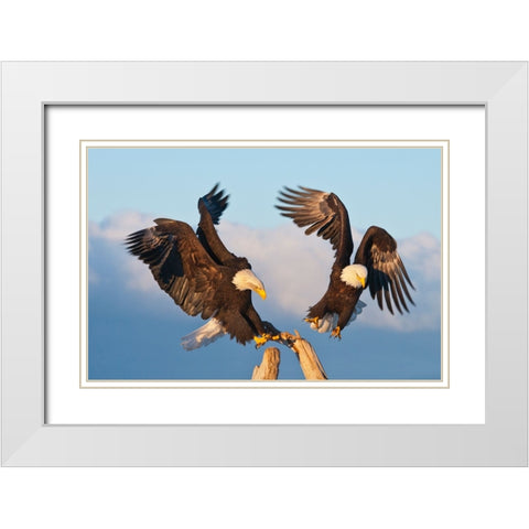 Bald Eagle-Homer-Alaska-USA White Modern Wood Framed Art Print with Double Matting by Su, Keren