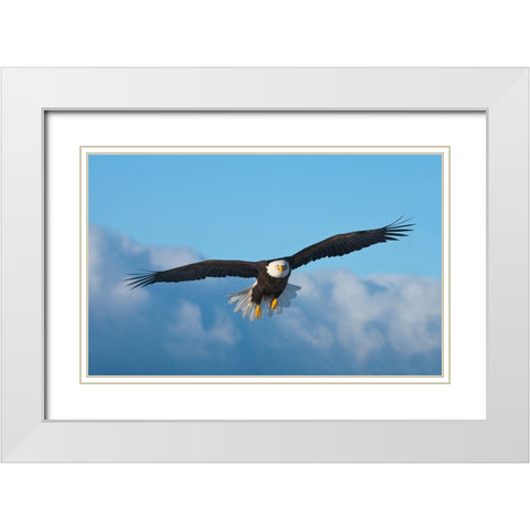 Bald Eagle flying-Homer-Alaska-USA White Modern Wood Framed Art Print with Double Matting by Su, Keren
