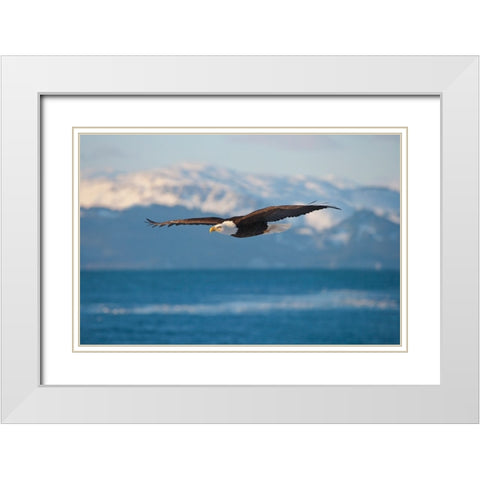 Bald Eagle flying over the ocean-snow mountain in the distance-Homer-Alaska-USA White Modern Wood Framed Art Print with Double Matting by Su, Keren