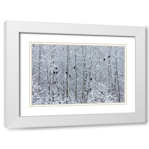 Bald Eagles perched on trees covered with snow-Haines-Alaska-USA White Modern Wood Framed Art Print with Double Matting by Su, Keren