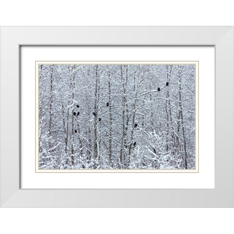 Bald Eagles perched on trees covered with snow-Haines-Alaska-USA White Modern Wood Framed Art Print with Double Matting by Su, Keren