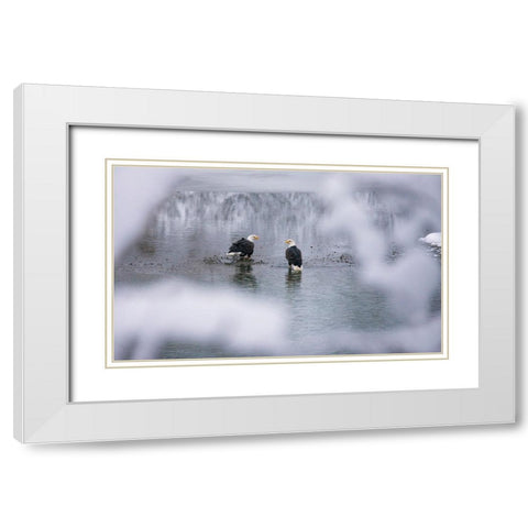 Bald Eagles on the river in the forest covered with snow-Haines-Alaska-USA White Modern Wood Framed Art Print with Double Matting by Su, Keren