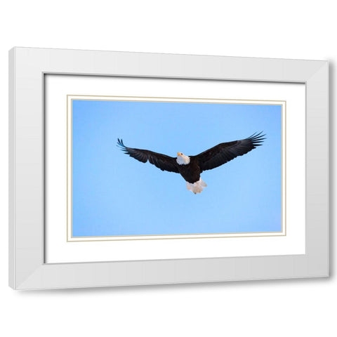 Bald Eagle flying in the sky-Haines-Alaska-USA White Modern Wood Framed Art Print with Double Matting by Su, Keren