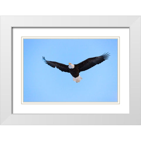 Bald Eagle flying in the sky-Haines-Alaska-USA White Modern Wood Framed Art Print with Double Matting by Su, Keren