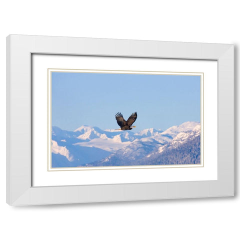 Bald Eagle flying over snow mountain-Haines-Alaska-USA White Modern Wood Framed Art Print with Double Matting by Su, Keren