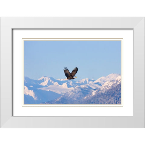 Bald Eagle flying over snow mountain-Haines-Alaska-USA White Modern Wood Framed Art Print with Double Matting by Su, Keren