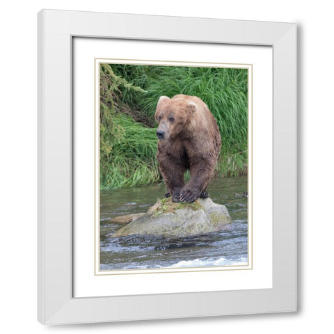Brown Bear catching salmon in Brooks River-Katmai National Park-Alaska-USA White Modern Wood Framed Art Print with Double Matting by Su, Keren