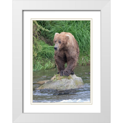 Brown Bear catching salmon in Brooks River-Katmai National Park-Alaska-USA White Modern Wood Framed Art Print with Double Matting by Su, Keren