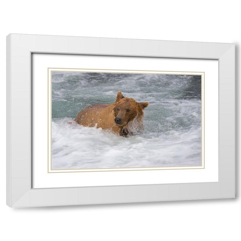 Brown Bear catching salmon at Brooks Falls-Katmai National Park-Alaska-USA White Modern Wood Framed Art Print with Double Matting by Su, Keren