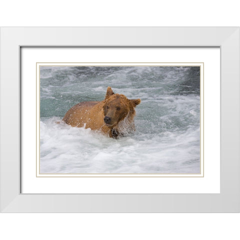 Brown Bear catching salmon at Brooks Falls-Katmai National Park-Alaska-USA White Modern Wood Framed Art Print with Double Matting by Su, Keren