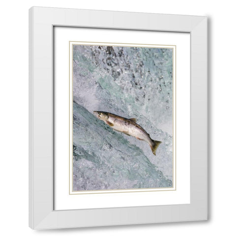 Salmon jumping over Brooks Falls-Katmai National Park-Alaska-USA White Modern Wood Framed Art Print with Double Matting by Su, Keren