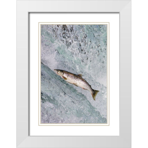 Salmon jumping over Brooks Falls-Katmai National Park-Alaska-USA White Modern Wood Framed Art Print with Double Matting by Su, Keren