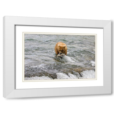 Brown Bear catching salmon at Brooks Falls-Katmai National Park-Alaska-USA White Modern Wood Framed Art Print with Double Matting by Su, Keren