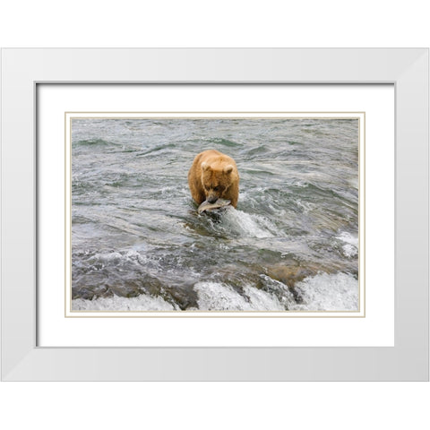 Brown Bear catching salmon at Brooks Falls-Katmai National Park-Alaska-USA White Modern Wood Framed Art Print with Double Matting by Su, Keren