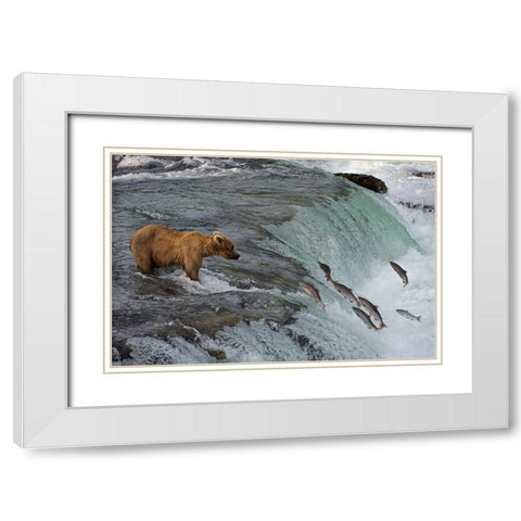Tourists photographing Brown Bear catching salmon at Brooks Falls-Katmai National Park-Alaska-USA White Modern Wood Framed Art Print with Double Matting by Su, Keren
