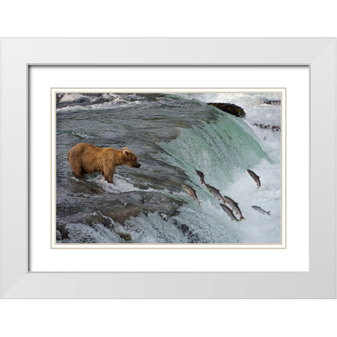 Tourists photographing Brown Bear catching salmon at Brooks Falls-Katmai National Park-Alaska-USA White Modern Wood Framed Art Print with Double Matting by Su, Keren