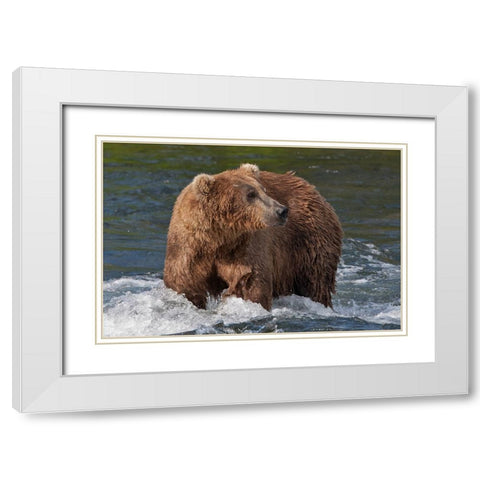 Brown Bear catching salmon at Brooks Falls-Katmai National Park-Alaska-USA White Modern Wood Framed Art Print with Double Matting by Su, Keren