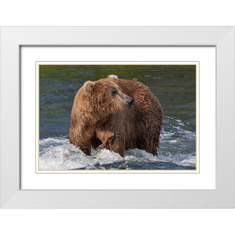 Brown Bear catching salmon at Brooks Falls-Katmai National Park-Alaska-USA White Modern Wood Framed Art Print with Double Matting by Su, Keren