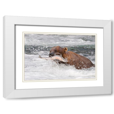 Brown Bear catching salmon at Brooks Falls-Katmai National Park-Alaska-USA White Modern Wood Framed Art Print with Double Matting by Su, Keren