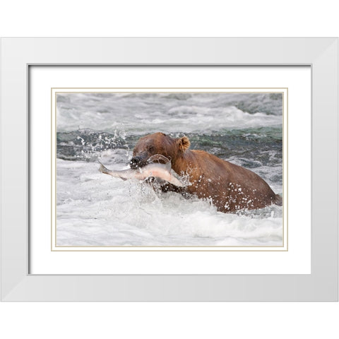 Brown Bear catching salmon at Brooks Falls-Katmai National Park-Alaska-USA White Modern Wood Framed Art Print with Double Matting by Su, Keren