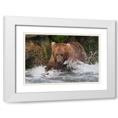 Brown Bear catching salmon at Brooks Falls-Katmai National Park-Alaska-USA White Modern Wood Framed Art Print with Double Matting by Su, Keren