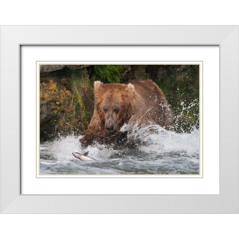 Brown Bear catching salmon at Brooks Falls-Katmai National Park-Alaska-USA White Modern Wood Framed Art Print with Double Matting by Su, Keren