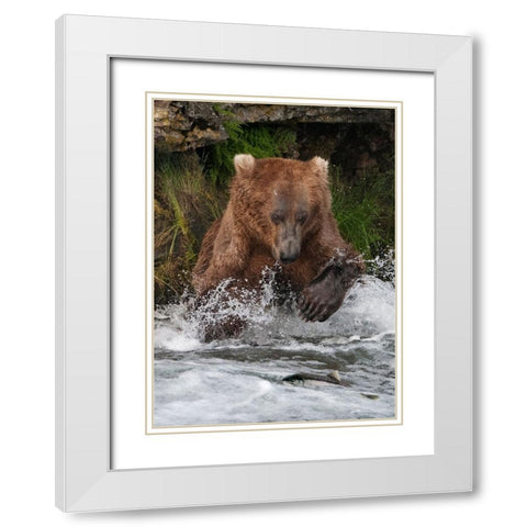 Brown Bear catching salmon at Brooks Falls-Katmai National Park-Alaska-USA White Modern Wood Framed Art Print with Double Matting by Su, Keren