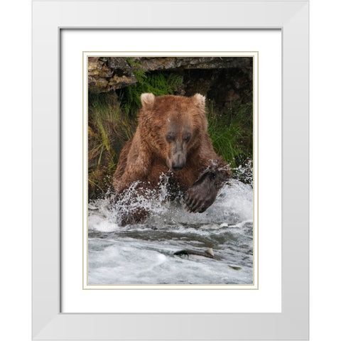 Brown Bear catching salmon at Brooks Falls-Katmai National Park-Alaska-USA White Modern Wood Framed Art Print with Double Matting by Su, Keren