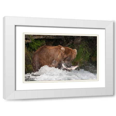 Brown Bear catching salmon at Brooks Falls-Katmai National Park-Alaska-USA White Modern Wood Framed Art Print with Double Matting by Su, Keren