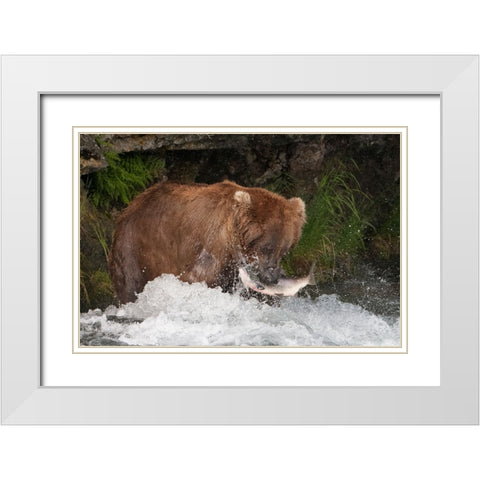Brown Bear catching salmon at Brooks Falls-Katmai National Park-Alaska-USA White Modern Wood Framed Art Print with Double Matting by Su, Keren
