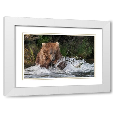 Brown Bear catching salmon at Brooks Falls-Katmai National Park-Alaska-USA White Modern Wood Framed Art Print with Double Matting by Su, Keren