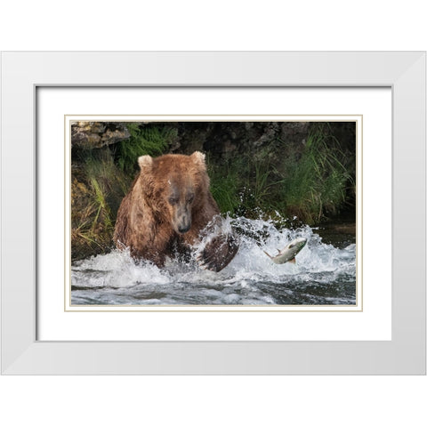 Brown Bear catching salmon at Brooks Falls-Katmai National Park-Alaska-USA White Modern Wood Framed Art Print with Double Matting by Su, Keren
