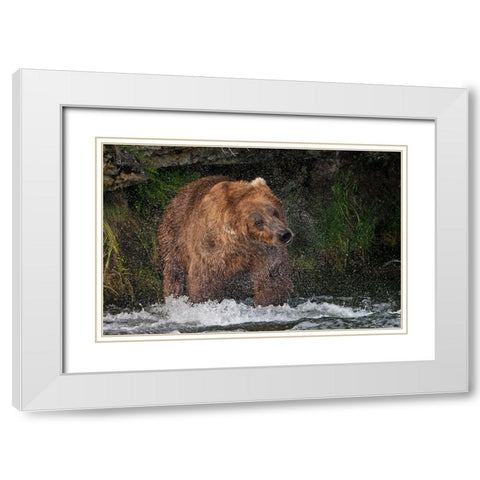 Brown Bear catching salmon at Brooks Falls-Katmai National Park-Alaska-USA White Modern Wood Framed Art Print with Double Matting by Su, Keren