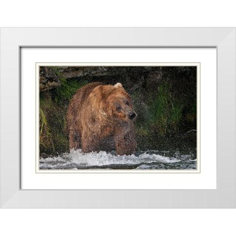 Brown Bear catching salmon at Brooks Falls-Katmai National Park-Alaska-USA White Modern Wood Framed Art Print with Double Matting by Su, Keren