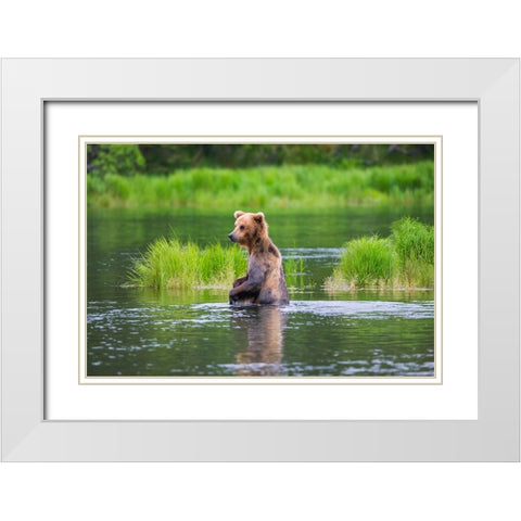 Brown Bear standing in Brooks River-Katmai National Park-Alaska-USA White Modern Wood Framed Art Print with Double Matting by Su, Keren