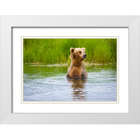 Brown Bear standing on Brooks River-Katmai National Park-Alaska-USA White Modern Wood Framed Art Print with Double Matting by Su, Keren