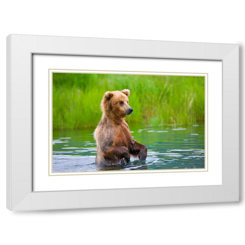 Brown Bear standing in Brooks River-Katmai National Park-Alaska-USA White Modern Wood Framed Art Print with Double Matting by Su, Keren