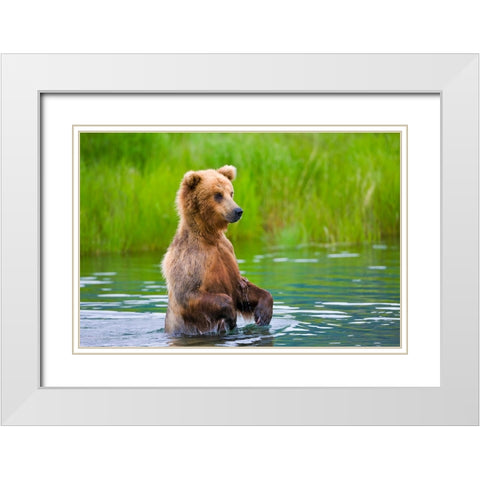 Brown Bear standing in Brooks River-Katmai National Park-Alaska-USA White Modern Wood Framed Art Print with Double Matting by Su, Keren