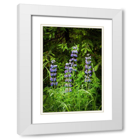 Near Homer-Alaska-meadows of lupine White Modern Wood Framed Art Print with Double Matting by Richardson, Larry