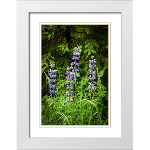 Near Homer-Alaska-meadows of lupine White Modern Wood Framed Art Print with Double Matting by Richardson, Larry