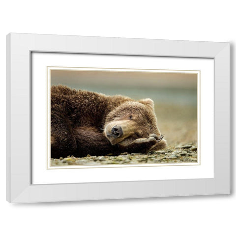 Brown Bear, Katmai National Park, Alaska. White Modern Wood Framed Art Print with Double Matting by Souders, Paul