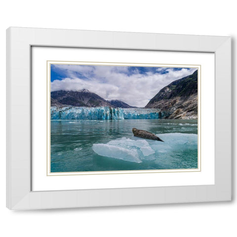 Alaska-South Sawyer view of Harbor Seal resting on iceberg calved from Dawes Glacier in Endicott Arm White Modern Wood Framed Art Print with Double Matting by Souders, Paul